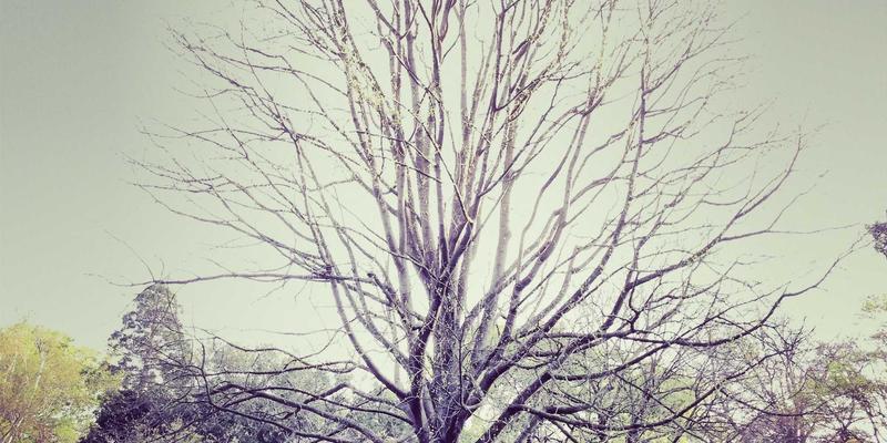 代码片段的价值：如何通过技术分享与开发教程提升编程能力