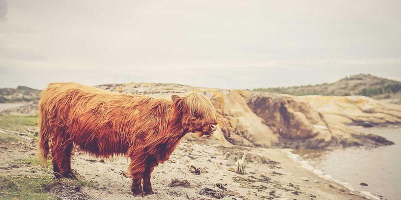 基于意图的网络（IBN）原理与实践：从概念到自动闭环的IT开发教程