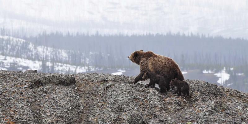 开放网络操作系统：解耦硬件与软件，重塑网络技术开源生态