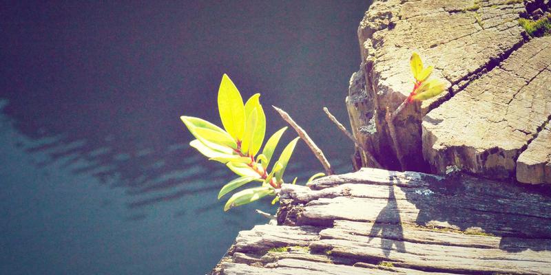 量子保密通信网络：技术分享、编程资源与IT资讯全解析